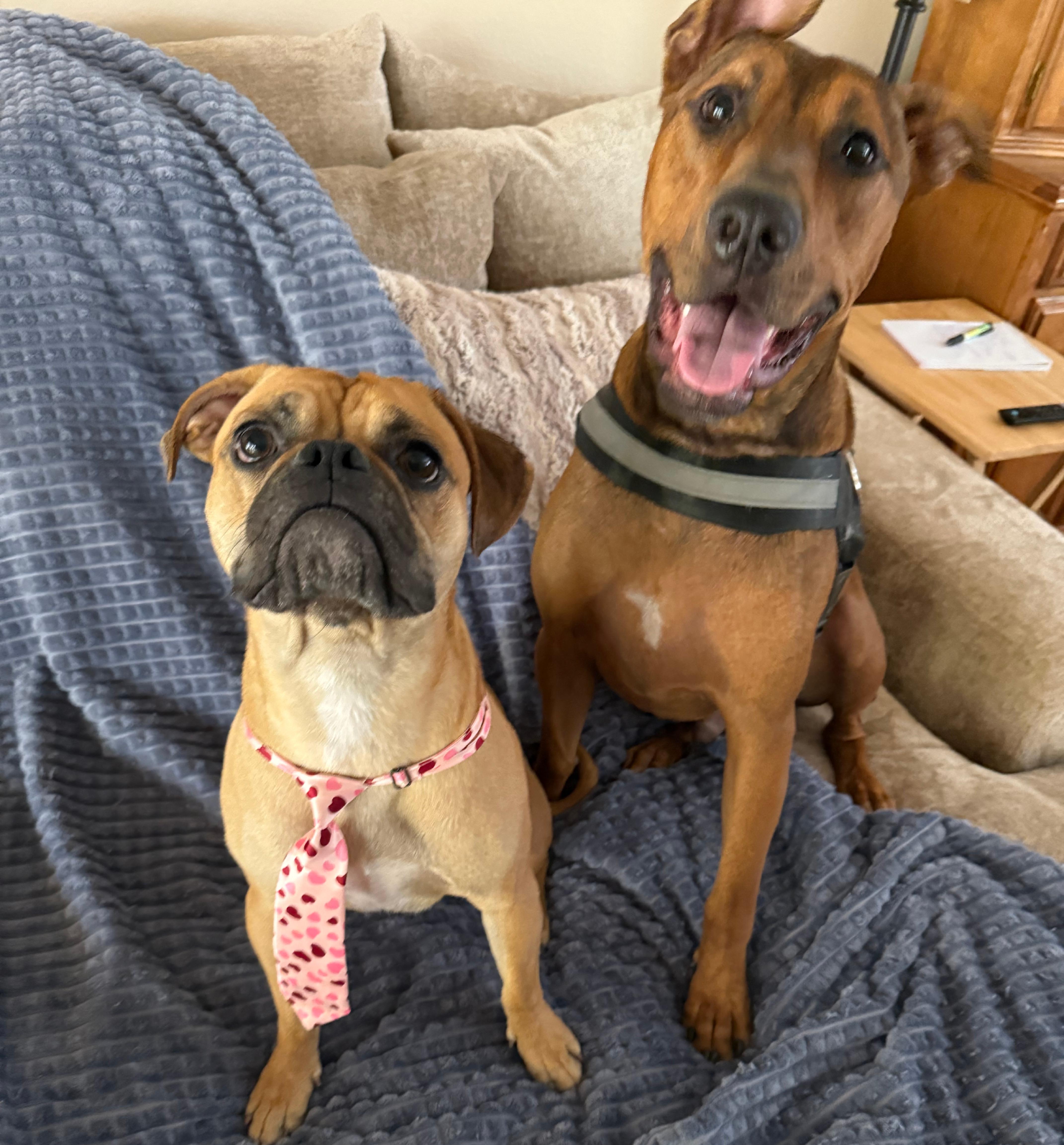 A young medium-sized male Doberman Pinscher dog named Cosmo Kramer for adoption in Henderson, NV