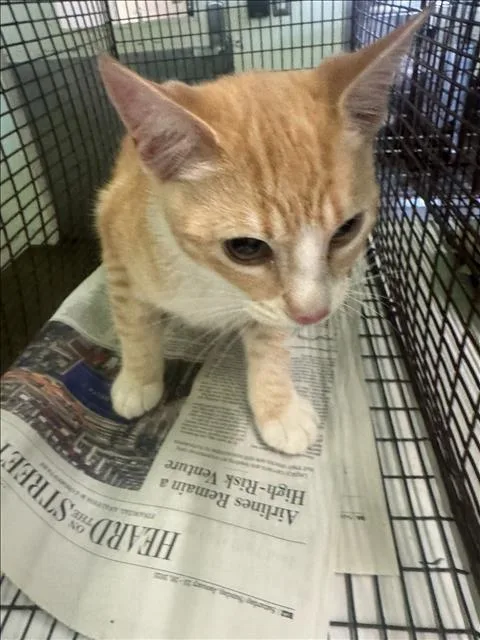 A young large-sized male Domestic Short Hair cat named Tabb for adoption in Los Angeles, CA