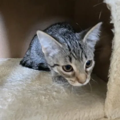 A baby small-sized female Domestic Short Hair cat named String Bean for adoption in Janesville, WI