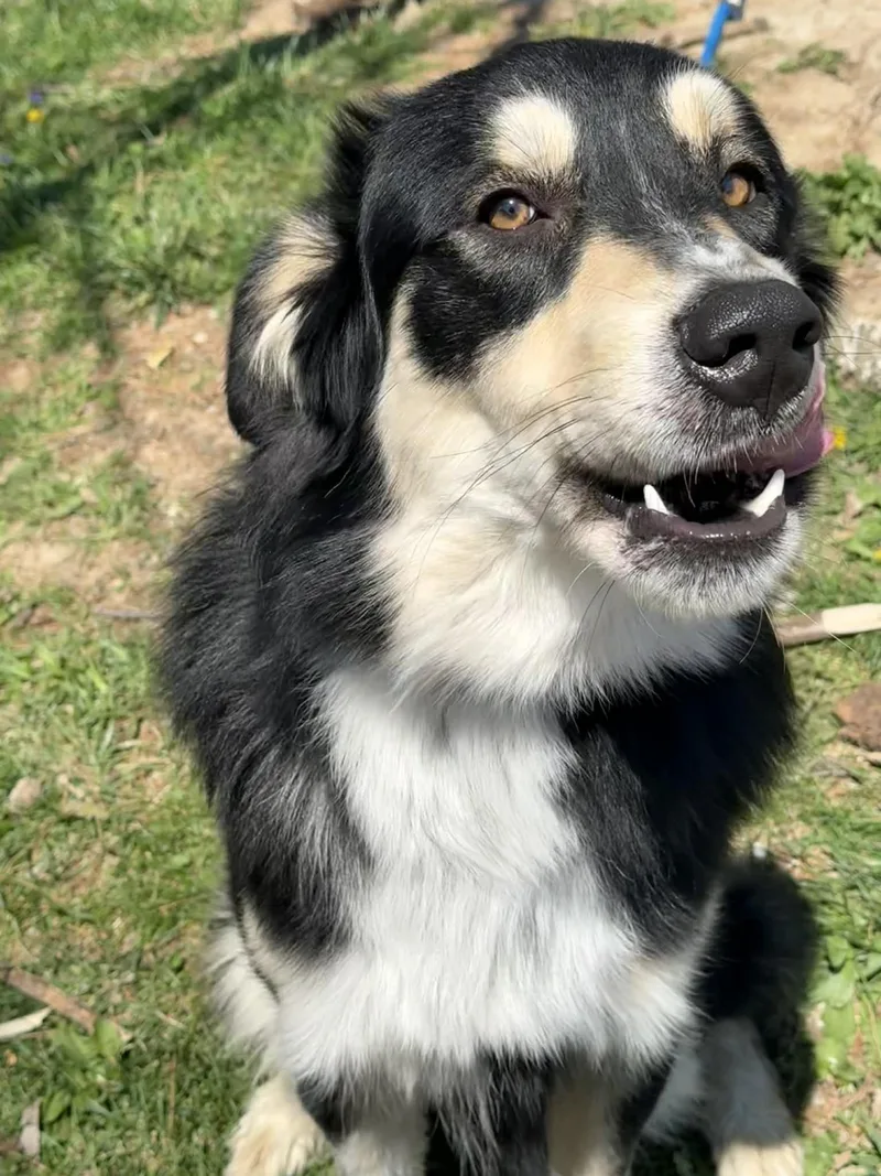 An adult large-sized male Black Great Pyrenees dog named Charlie for adoption in Springfield, IL