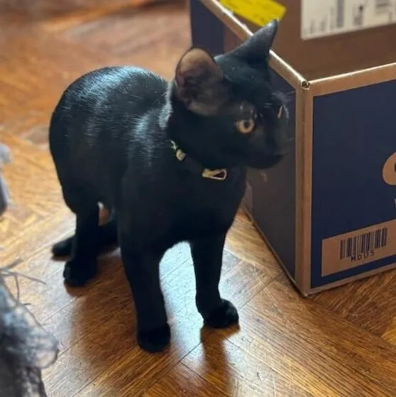 Mr. Yellow thumbnail 2