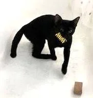 Mr. Yellow thumbnail 3