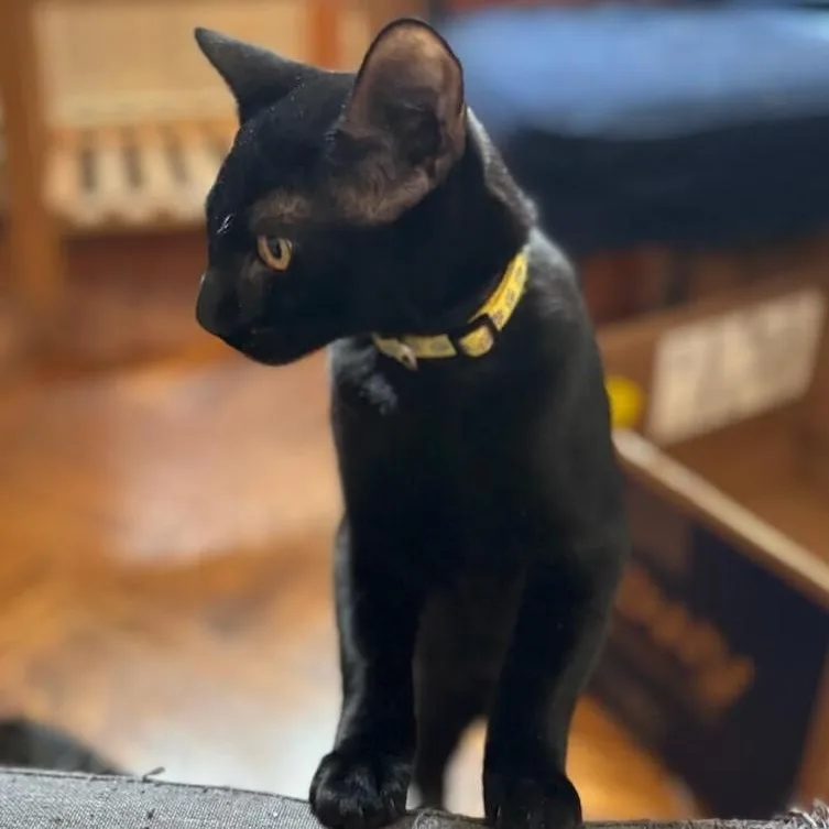 Mr. Yellow thumbnail 4