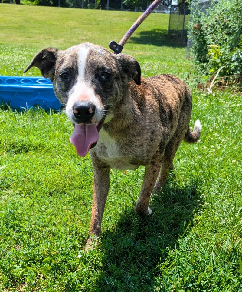 A young medium-sized male Brown / Chocolate Catahoula Leopard Dog dog named Skywalker for adoption in New Windsor, NY