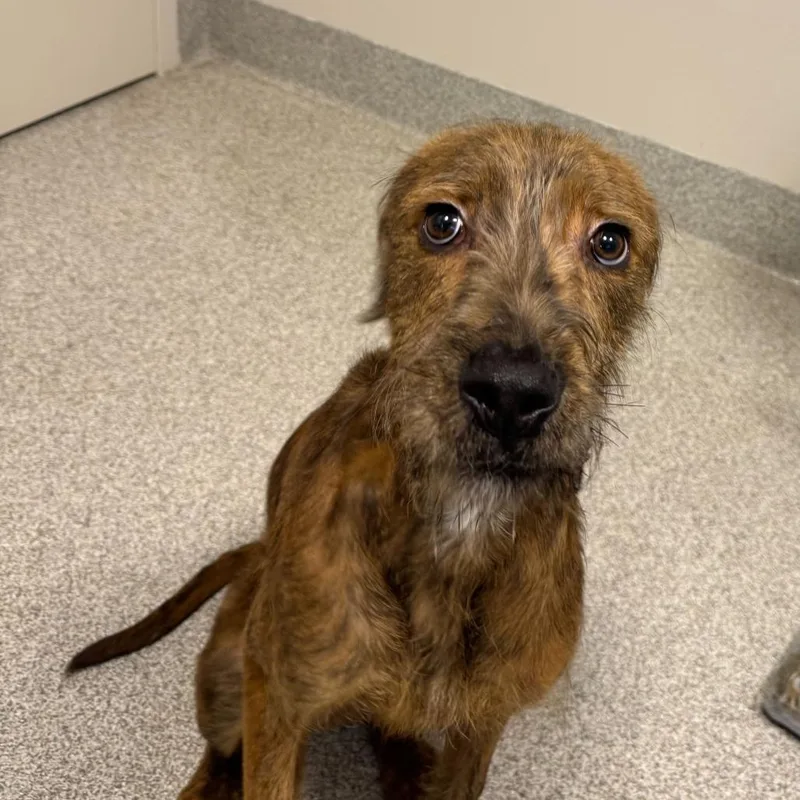 An adult medium-sized male Mixed Breed dog named Memphis for adoption in Englewood, FL