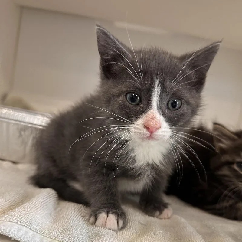 A baby small-sized male Gray / Blue / Silver Domestic Short Hair cat named Lumiere for adoption in Greensboro, NC