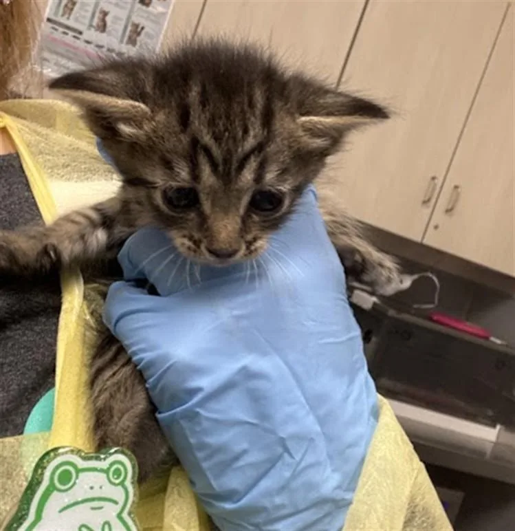 A baby small-sized female Domestic Short Hair cat named Briar Patch for adoption in Las Vegas, NV
