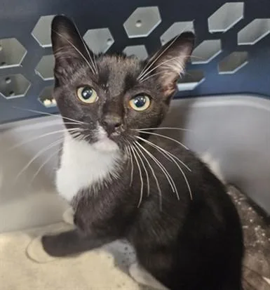A baby medium-sized male Domestic Short Hair cat named Needoh for adoption in Los Angeles, CA