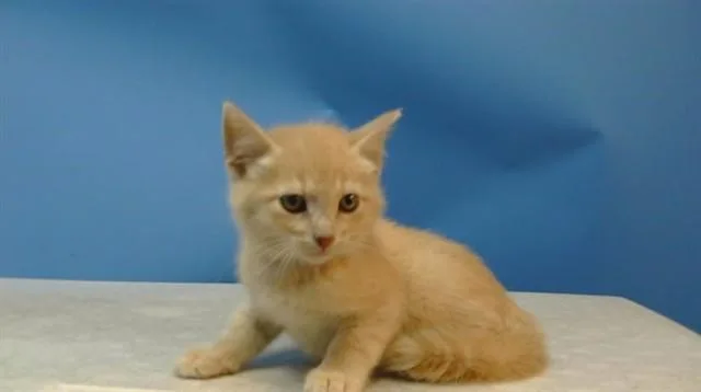 A baby small-sized female Domestic Short Hair cat named A for adoption in Gardena, CA