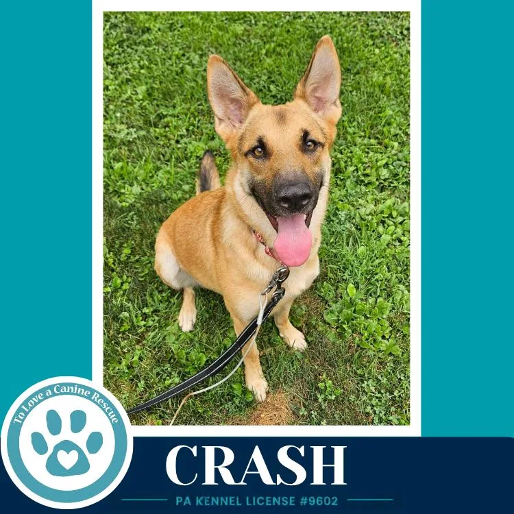 A young large-sized male Brown / Chocolate German Shepherd Dog dog named Crash for adoption in Kimberton, PA