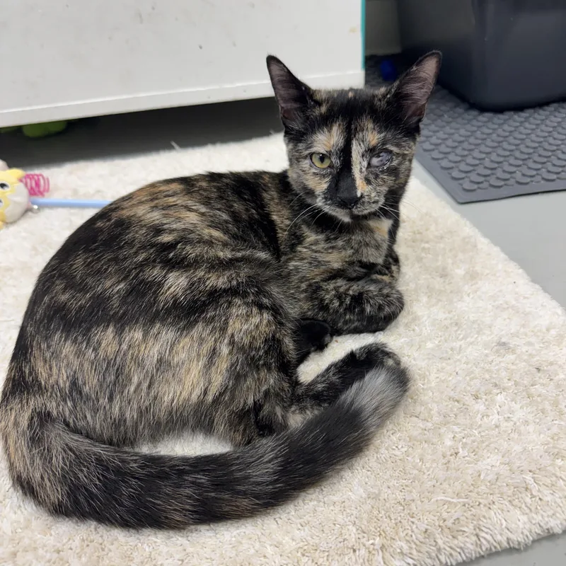 A young medium-sized female Tortoiseshell cat named Tiger Lily for adoption in Crystal Lake, IL