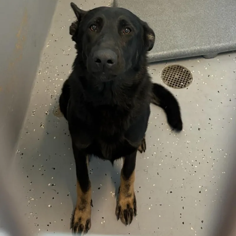 An adult large-sized female German Shepherd Dog dog named "Helena" for adoption in Leavenworth, KS