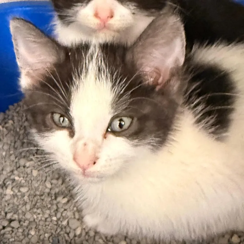 A baby small-sized female Black Domestic Short Hair cat named Zara for adoption in Evansville, IN