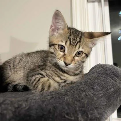 Peanut thumbnail 2