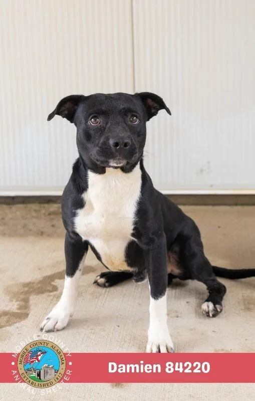 An adult medium-sized male Black American Bulldog dog named Damien for adoption in Mobile, AL