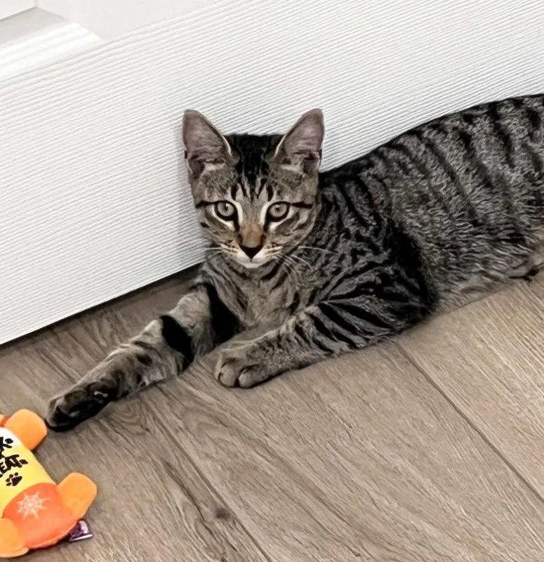A young medium-sized female Tabby cat named Zella for adoption in Ocala, FL