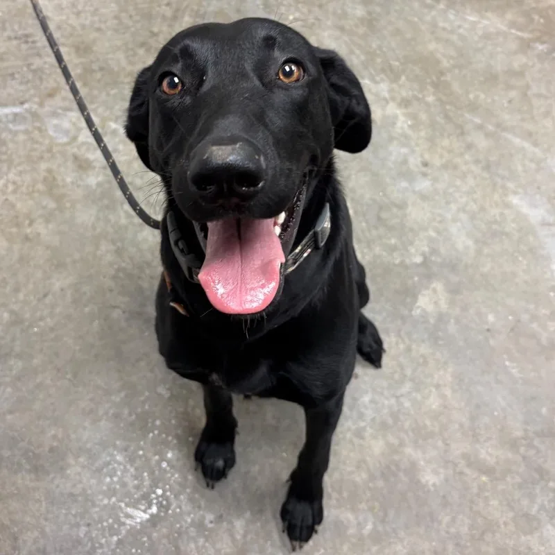 An adult medium-sized female Black Labrador Retriever dog named Zoe for adoption in Manhattan, KS