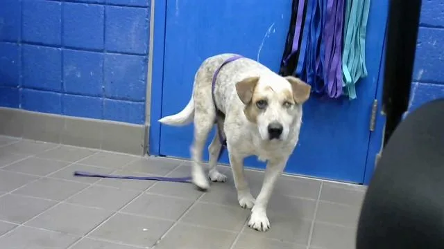 An adult medium-sized male Carolina Dog dog named Donner for adoption in Albuquerque, NM