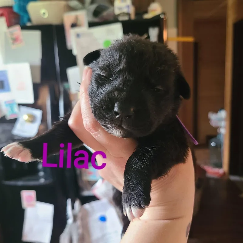 A baby medium-sized female Pit Bull Terrier dog named Lilac for adoption in Pleasant Ridge, MI