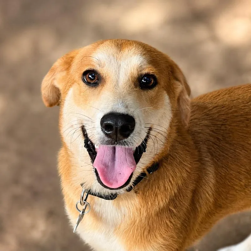 A young medium-sized male Brown / Chocolate Shepherd dog named Hugo for adoption in Boerne, TX