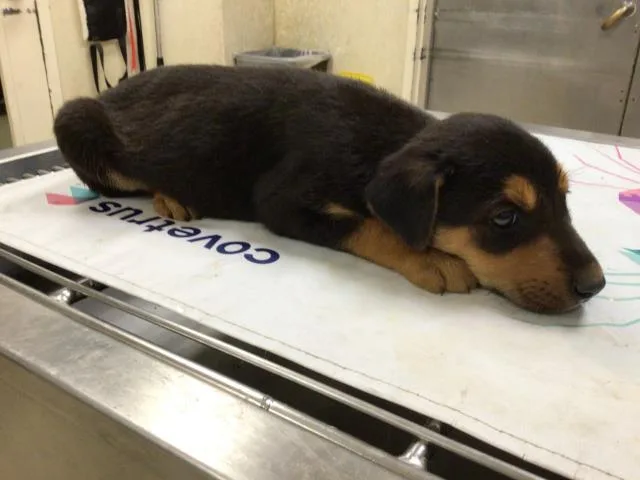 A young small-sized female German Shepherd Dog dog named Suki for adoption in Riverside, CA