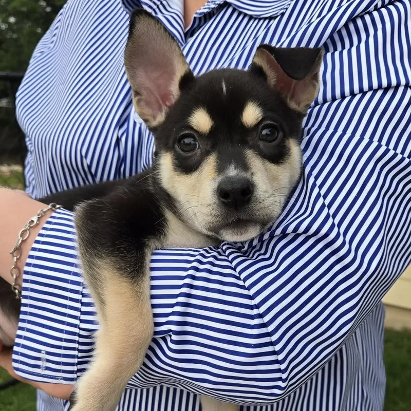 A baby medium-sized female Bicolor Pit Bull Terrier dog named Jolene for adoption in Bryan, TX