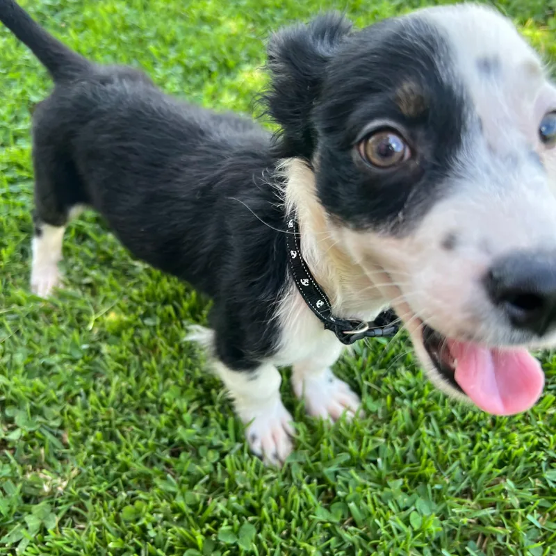 A baby small-sized male Black Mixed Breed dog named Elton John for adoption in Baldwin, MD