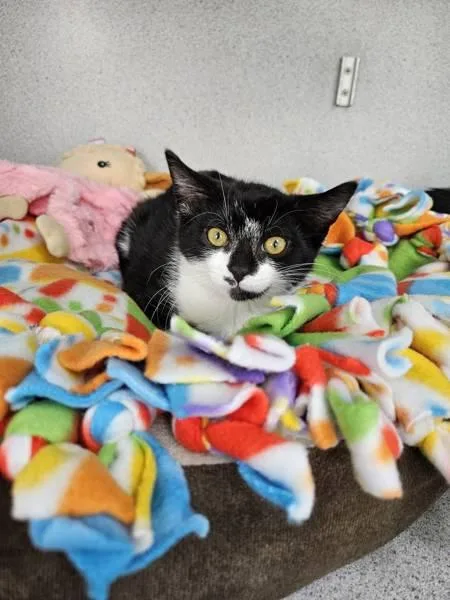 A baby small-sized female Domestic Short Hair cat named Wisteria for adoption in Skillman, NJ