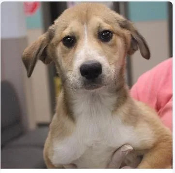 A baby medium-sized female Mixed Breed dog named Sunflower for adoption in West Chester, PA