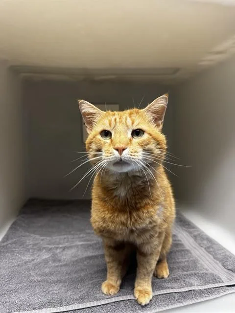 A young medium-sized male Domestic Short Hair cat named Joe for adoption in Statesville, NC