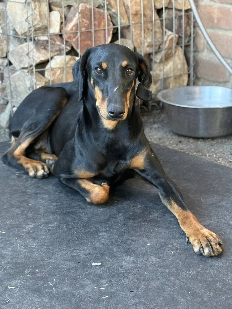 An adult medium-sized female Black Doberman Pinscher dog named Prada for adoption in TUCSON, AZ