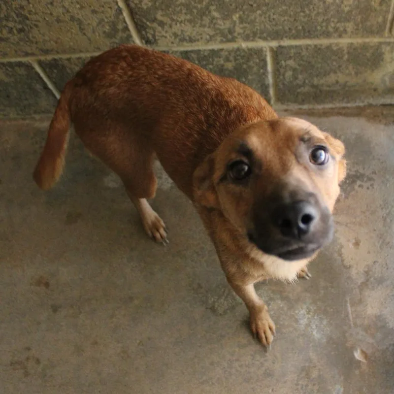 An adult medium-sized female Yellow / Tan / Blond / Fawn Mixed Breed dog named Brietta for adoption in Valley, AL