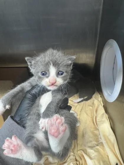 A baby small-sized female Domestic Short Hair cat named Skinny Jeans for adoption in West Chester, PA