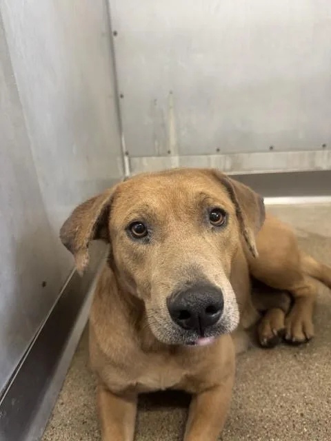 An adult large-sized female Pit Bull Terrier dog named Sandy for adoption in San Bernardino, CA