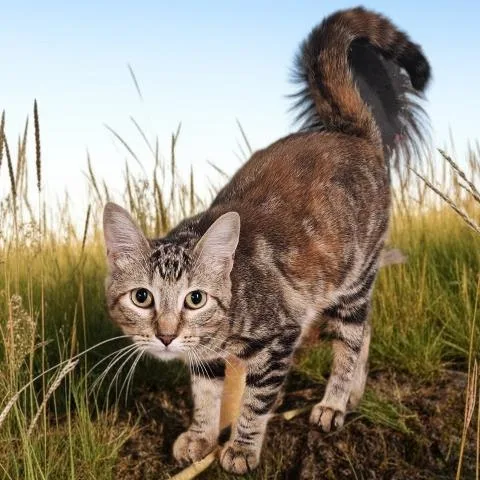 A young small-sized female Domestic Short Hair cat named Murphy for adoption in Clinton Township, MI
