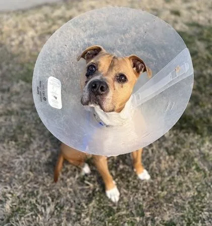 An adult medium-sized male Pit Bull Terrier dog named Lucky for adoption in Knoxville, TN