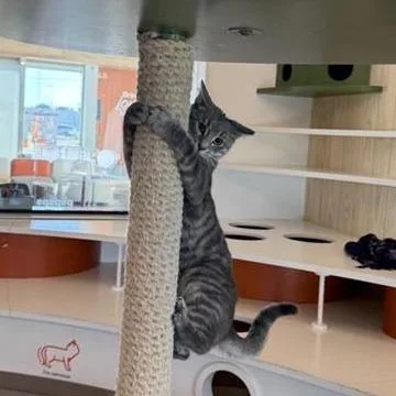 A young medium-sized female Gray / Blue / Silver Domestic Short Hair cat named Sophia Day for adoption in Bentonville, AR