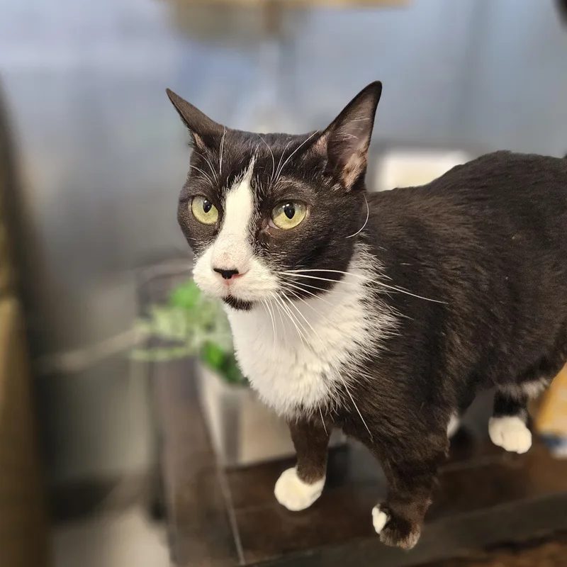 An adult medium-sized female Black & White / Tuxedo Domestic Short Hair cat named Lavender for adoption in Endicott, NY