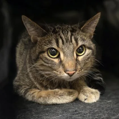 Steve Purrwin