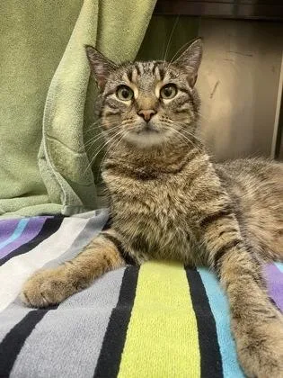 Steve Purrwin thumbnail 3