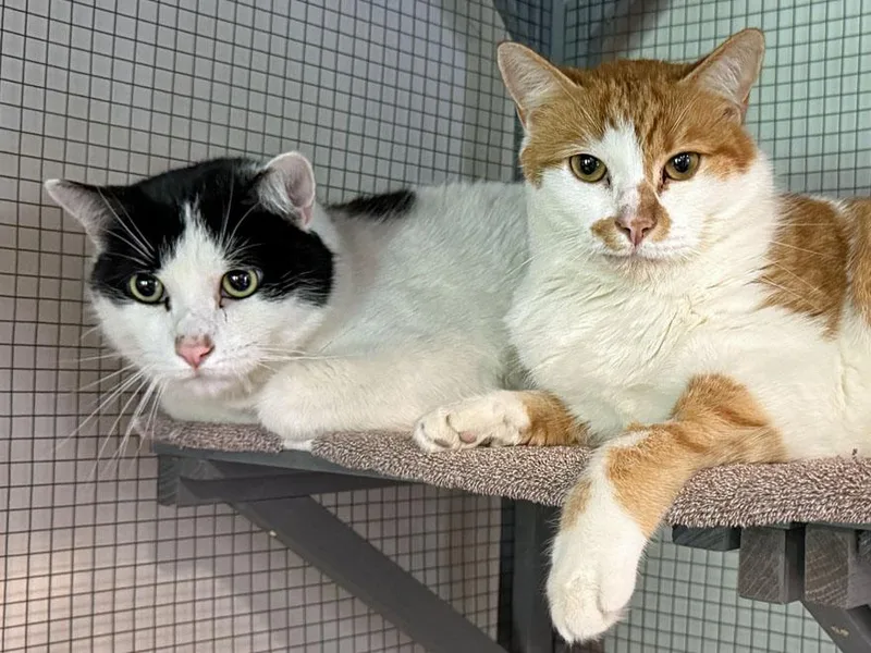 An adult large-sized male Domestic Short Hair cat named Spot and Tangerine for adoption in East Falmouth, MA