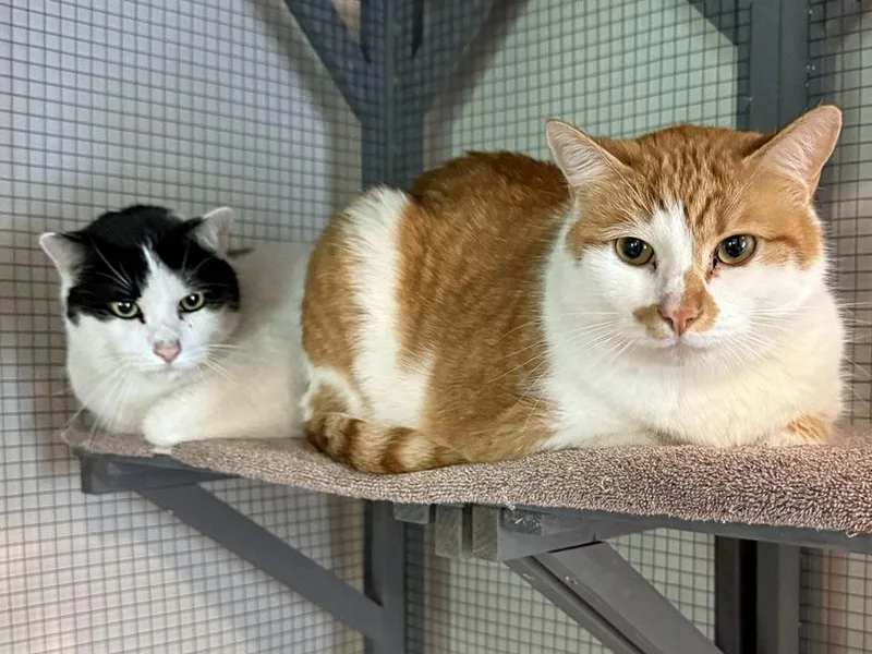 Spot and Tangerine thumbnail 3