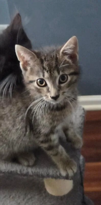 Jarvis thumbnail 2