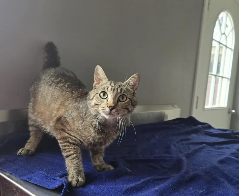 An adult large-sized male Domestic Short Hair cat named Potter for adoption in Dickson, TN