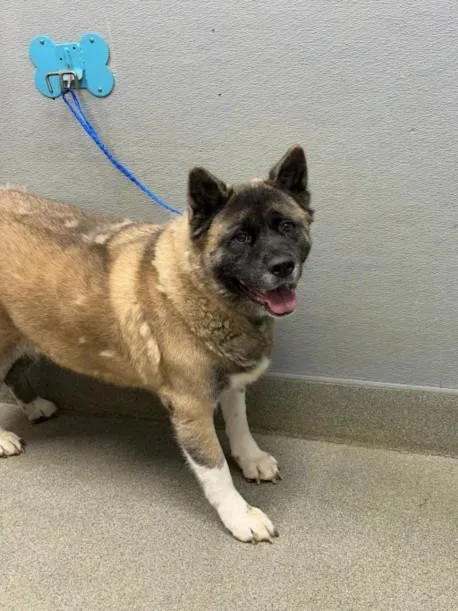An adult extra large-sized female Akita dog named Amber for adoption in Las Vegas, NV