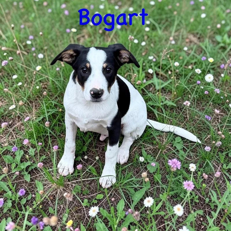 Bogart