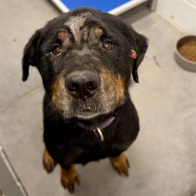 A senior large-sized male Rottweiler dog named Wilbur for adoption in Tavares, FL