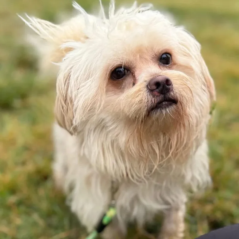 A young small-sized male White / Cream Mixed Breed dog named Herbert for adoption in Fredericksburg, VA