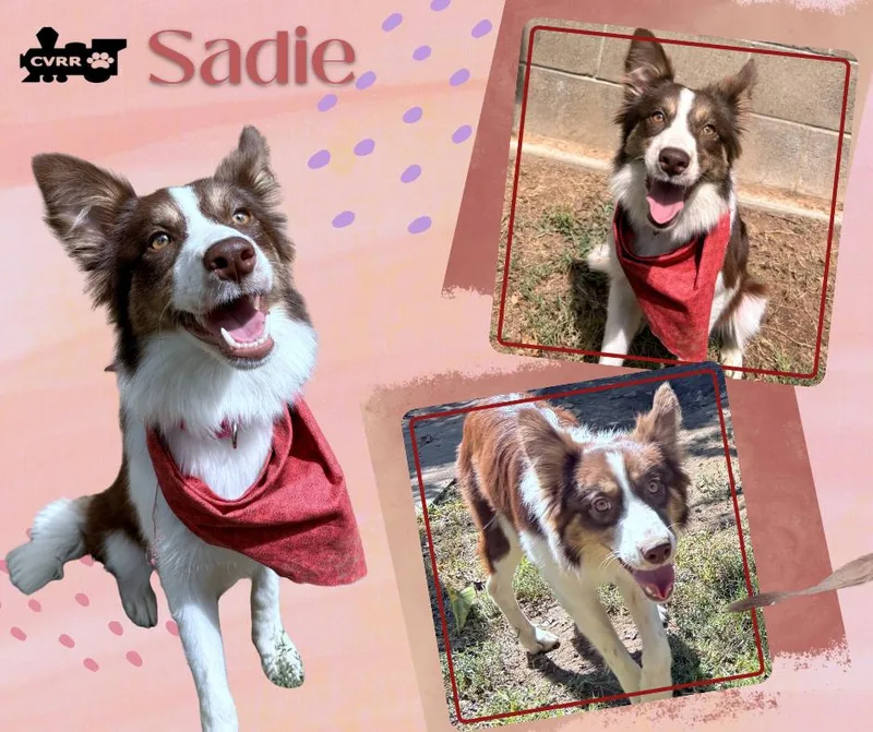 An adult small-sized female Border Collie dog named Sadie for adoption in LINDSAY, CA