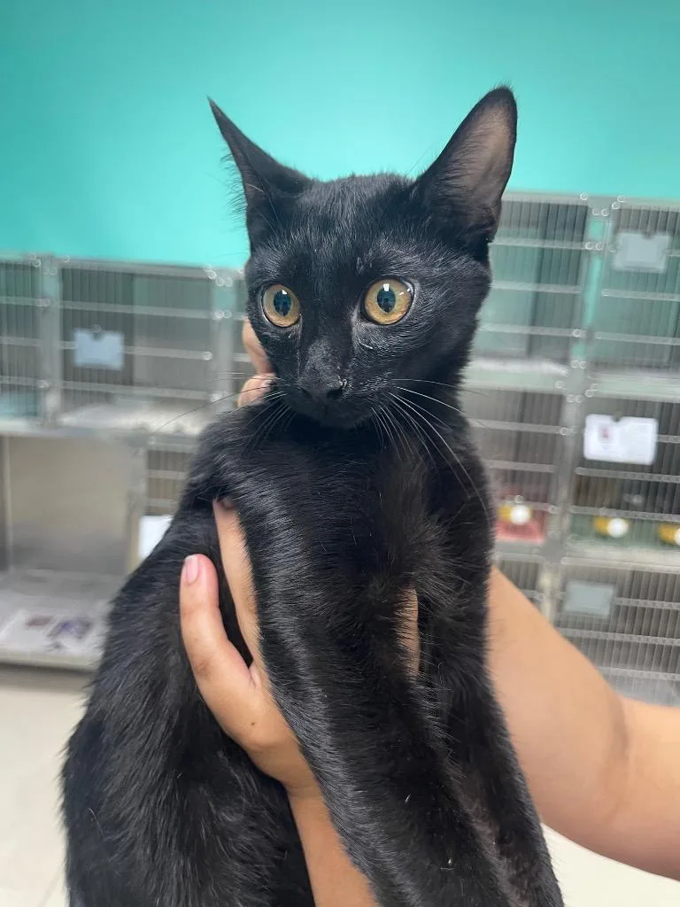 A baby medium-sized male Domestic Short Hair cat named Ennie for adoption in Belton, TX